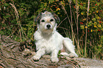 liegender Parson Russell Terrier