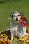 sitzender Parson Russell Terrier