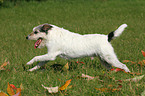 rennender Parson Russell Terrier