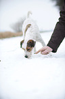 schnuppernder Parson Russell Terrier
