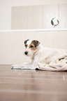 liegender Parson Russell Terrier