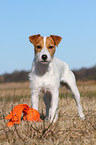 Parson Russell Terrier