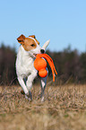 spielender Parson Russell Terrier