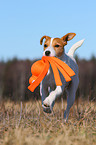 spielender Parson Russell Terrier