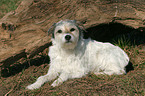 liegender Parson Russell Terrier