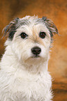 Parson Russell Terrier Portrait