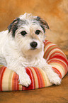 liegender Parson Russell Terrier