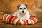 liegender Parson Russell Terrier im Hundebett