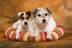 2 liegende Parson Russell Terrier