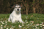 liegender Parson Russell Terrier