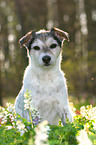 sitzender Parson Russell Terrier