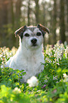 Parson Russell Terrier Portrait