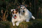 2 Parson Russell Terrier