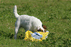 Parson Russell Terrier schnuppert an Mll