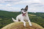 liegender Parson Russell Terrier