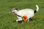 spielender Parson Russell Terrier