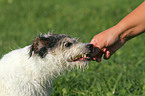 Parson Russell Terrier frisst Gras