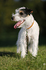 stehender Parson Russell Terrier