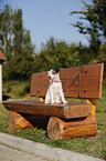 sitzender Parson Russell Terrier