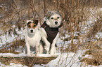 2 Parson Russell Terrier