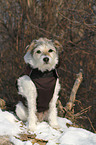 sitzender Parson Russell Terrier