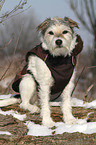 sitzender Parson Russell Terrier