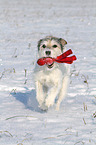 spielender Parson Russell Terrier im Schnee