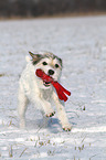 spielender Parson Russell Terrier im Schnee