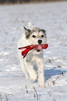 spielender Parson Russell Terrier im Schnee