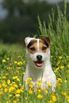 Parson Russell Terrier Portrait