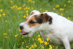Parson Russell Terrier frisst Blumen