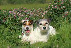 2 Parson Russell Terrier