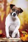Parson Russell Terrier