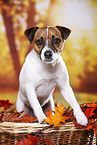 Parson Russell Terrier