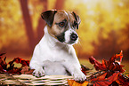 Parson Russell Terrier