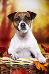 Parson Russell Terrier