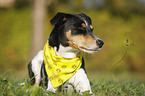 liegender Parson Russell Terrier