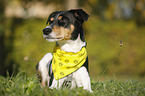 liegender Parson Russell Terrier