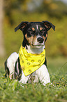 liegender Parson Russell Terrier