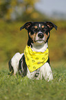 liegender Parson Russell Terrier