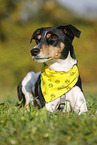 liegender Parson Russell Terrier