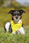 liegender Parson Russell Terrier