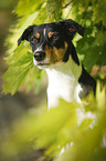 Parson Russell Terrier Portrait