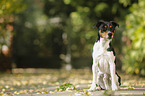 sitzender Parson Russell Terrier
