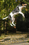 springender Parson Russell Terrier