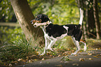 spielender Parson Russell Terrier