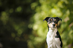 Parson Russell Terrier Portrait
