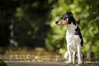 sitzender Parson Russell Terrier