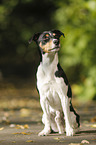 sitzender Parson Russell Terrier