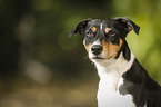 Parson Russell Terrier Portrait